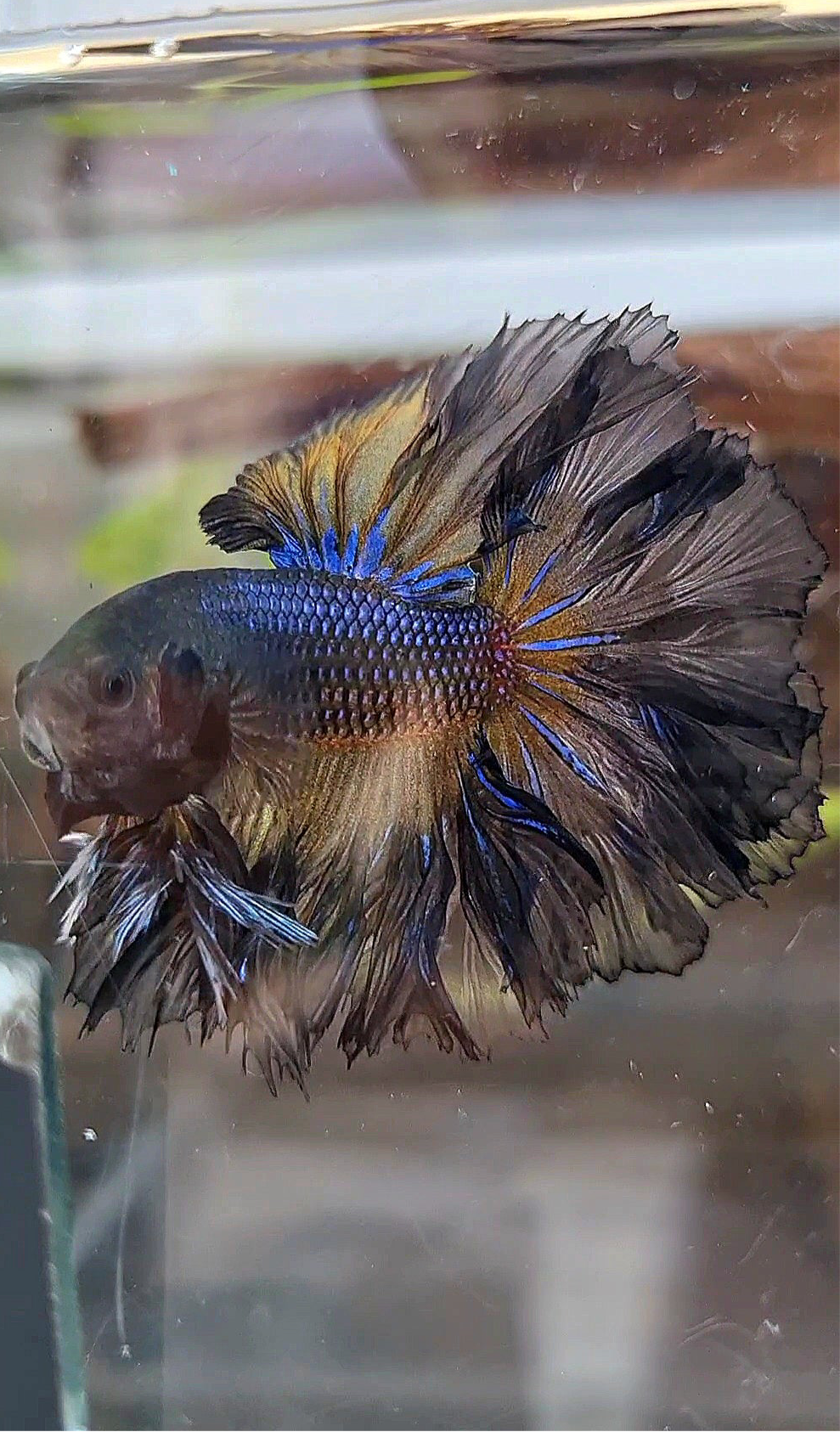 KING ROSETAIL HALFMOON BLACK YELLOW WASH BETTA FISH