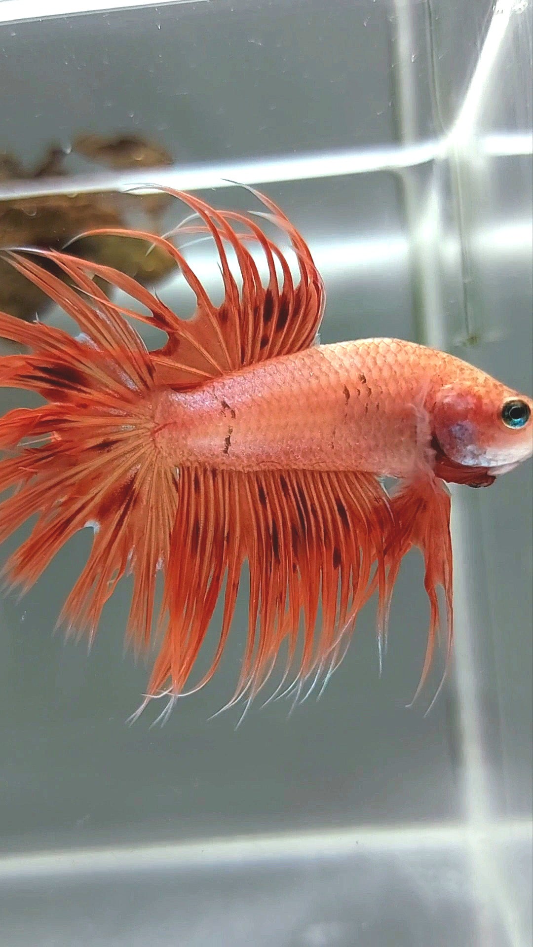 CROWNTAIL ARMAGEDDON SUPER PREMIUM RARE BETTA FISH