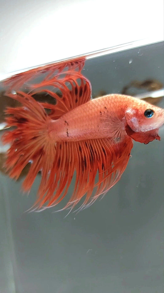 CROWNTAIL ARMAGEDDON SUPER PREMIUM RARE BETTA FISH