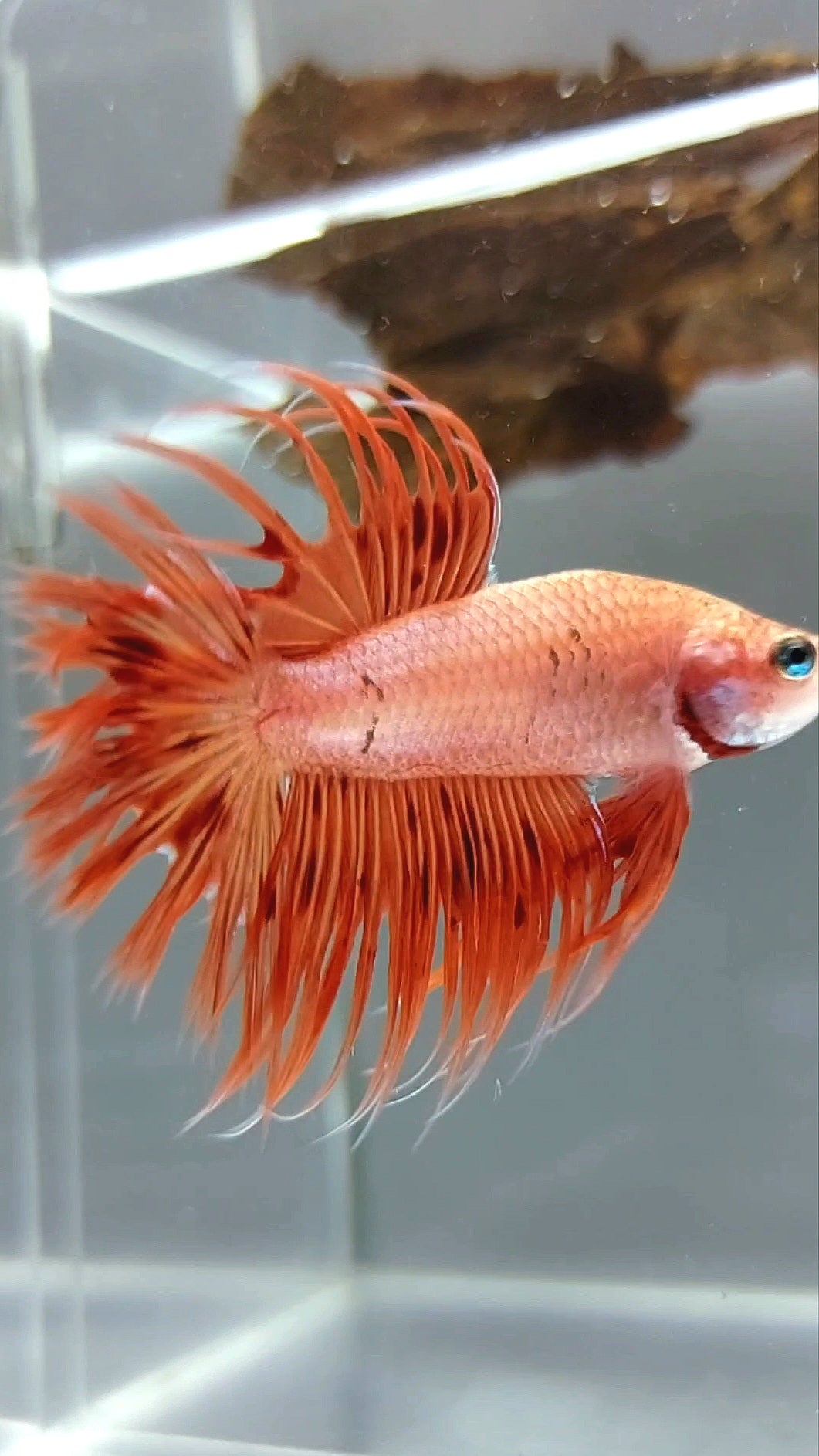 CROWNTAIL ARMAGEDDON SUPER PREMIUM RARE BETTA FISH