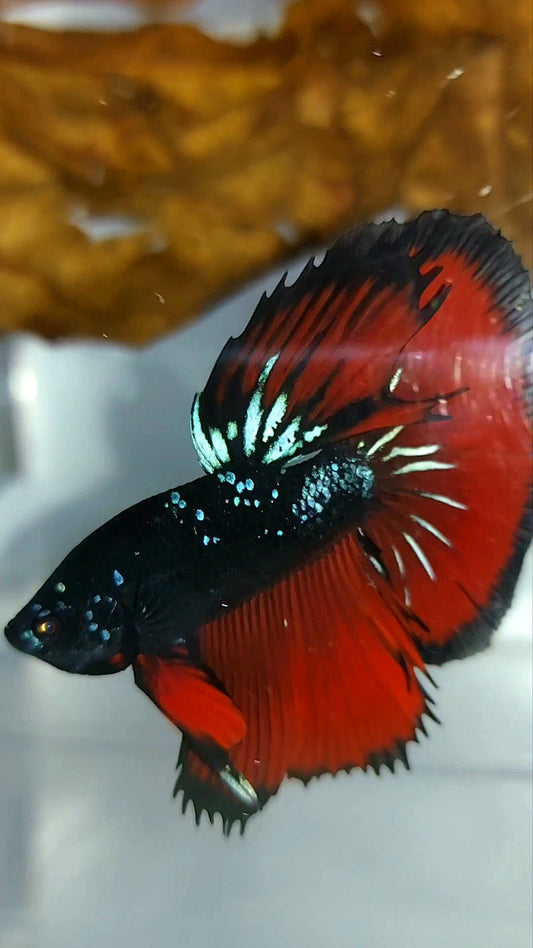 HALFMOON ROSETAIL SCHWARZ GALAXY BLAU AVATAR ROTER VAMPIR SELTENER BETTA-FISCH