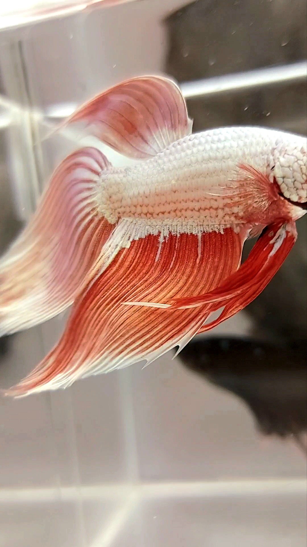 XL VEILTAIL ROSEGOLD DRAGON SUPER PREMIUM RARE BETTA FISH