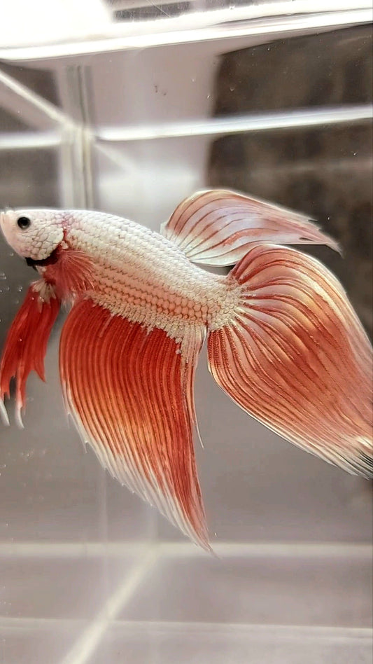 XL VEILTAIL ROSEGOLD DRAGON SUPER PREMIUM RARE BETTA FISH