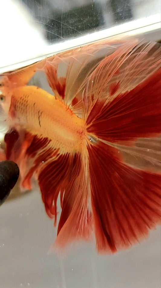 HALFMOON OVERTAIL ROSETAIL ARMAGEDDON VANDA SUPER PREMIUM SELTENER BETTA-FISCH