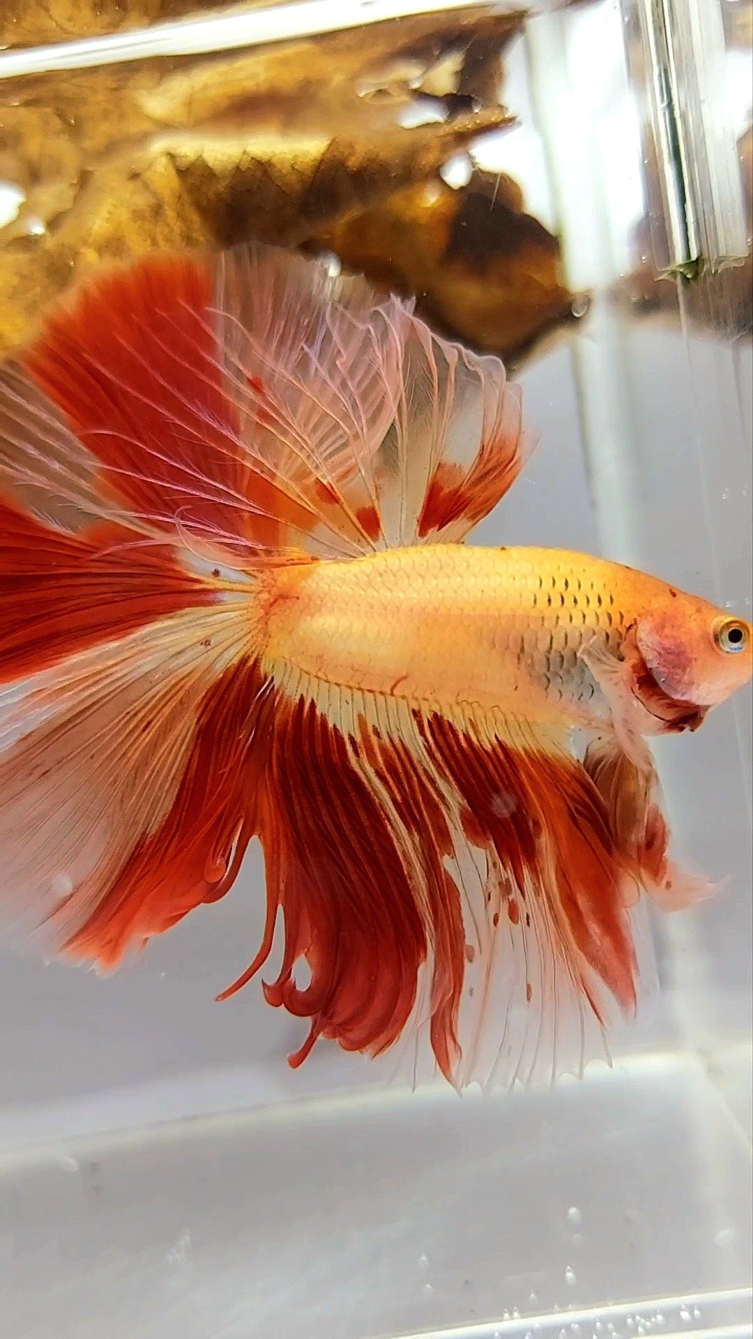 HALFMOON OVERTAIL ROSETAIL ARMAGEDDON VANDA SUPER PREMIUM SELTENER BETTA-FISCH