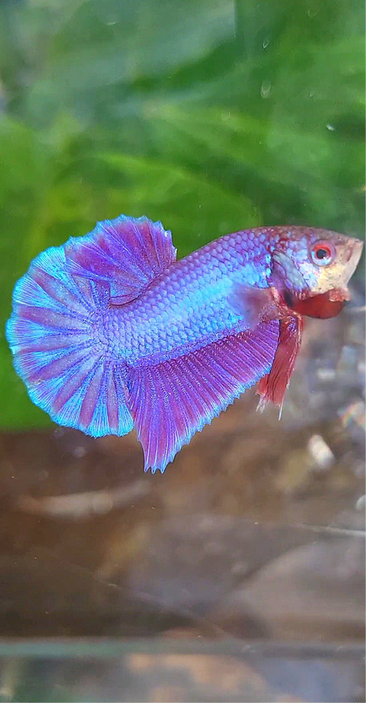PLAKAT SUPER PURPLE SOLID BETTA FISH