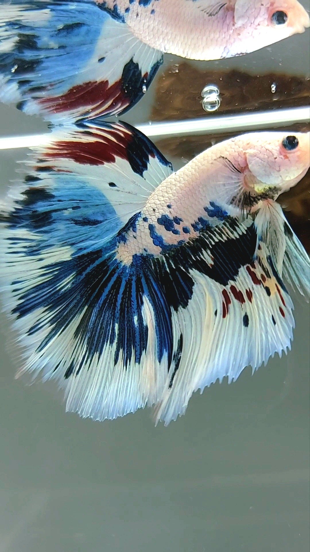 HALFMOON ROSETAIL BLAU AUSGEFALLENE MARMORPUNKTE MEHRFARBIGER SELTENER BETTA-FISCH