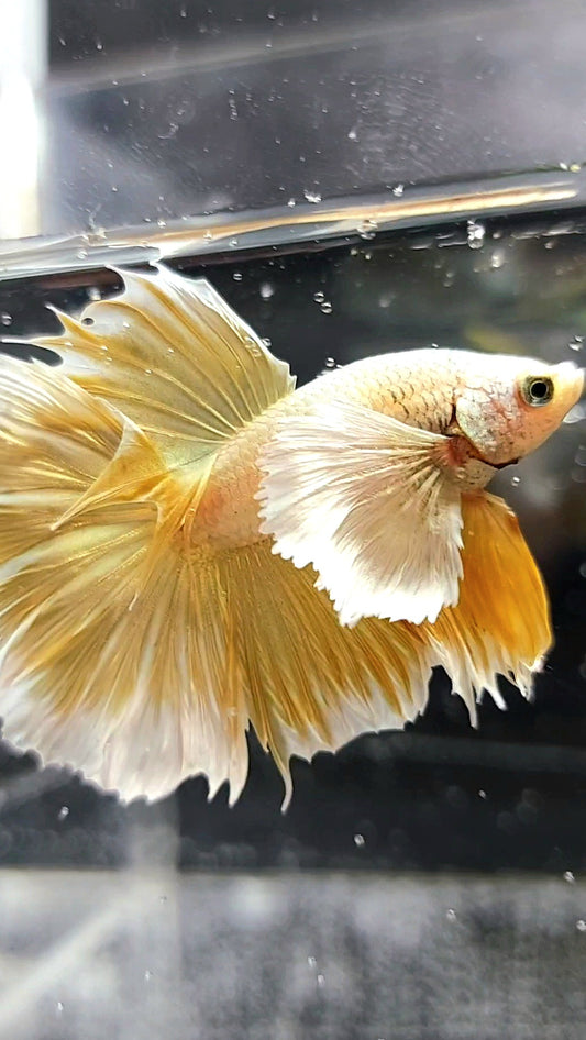 HALFMOON SUPER DUMBO EAR GOLDEN 24 KARAT SUPER PREMIUM SELTENER BETTA FISCH
