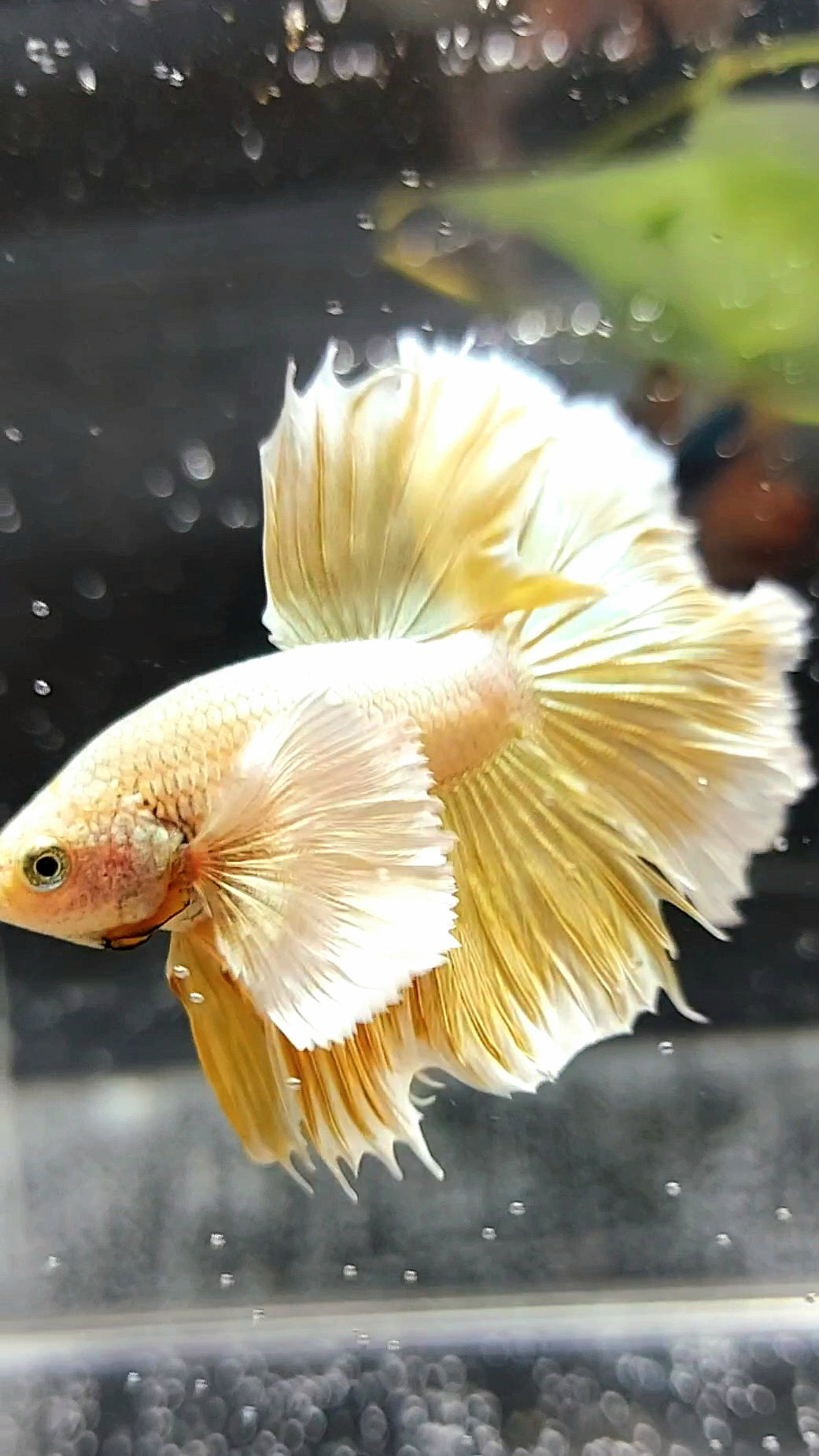 HALFMOON SUPER DUMBO EAR GOLDEN 24 KARAT SUPER PREMIUM SELTENER BETTA FISCH