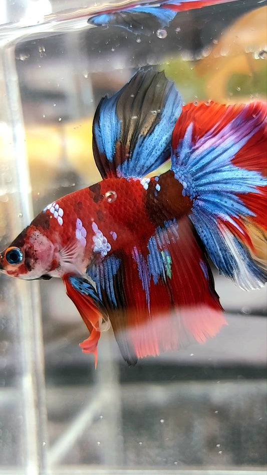 HALFMOON RED KOI GALAXY MULTICOLOR BETTA FISCH