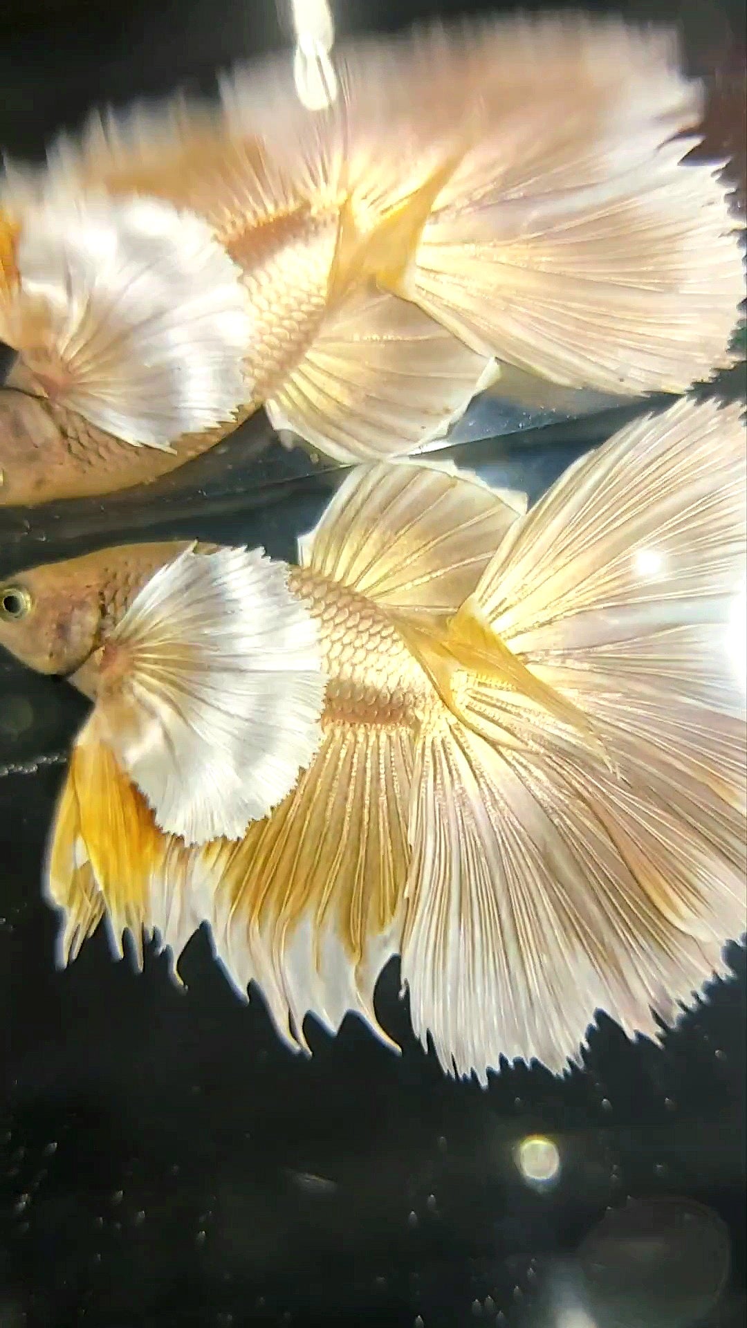 HALFMOON SUPER DUMBO EAR GOLDEN 24 KARAT SUPER PREMIUM SELTENER BETTA FISCH