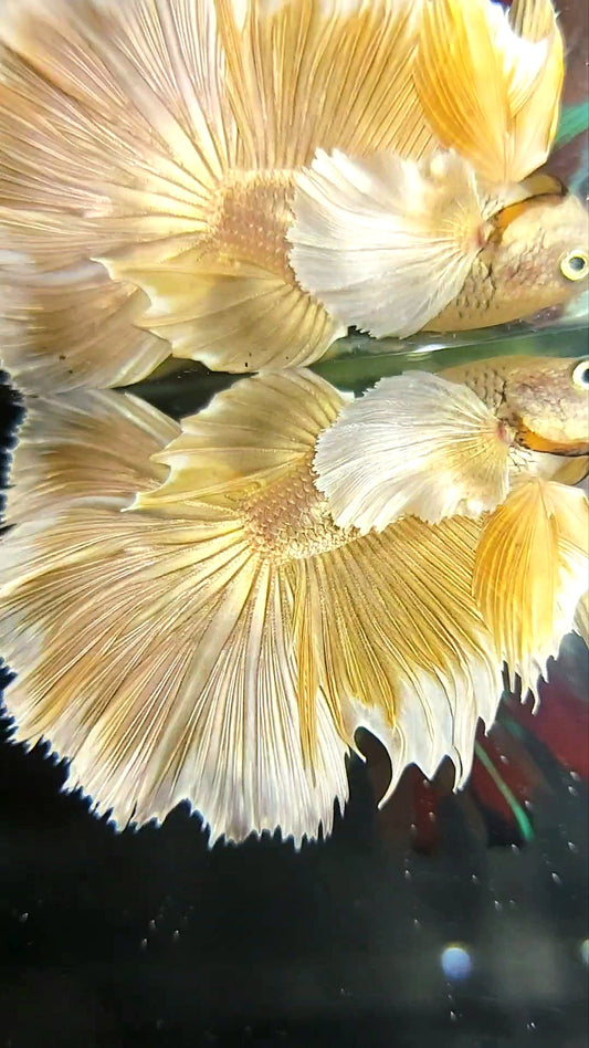 HALFMOON SUPER DUMBO EAR GOLDEN 24 KARAT SUPER PREMIUM SELTENER BETTA FISCH