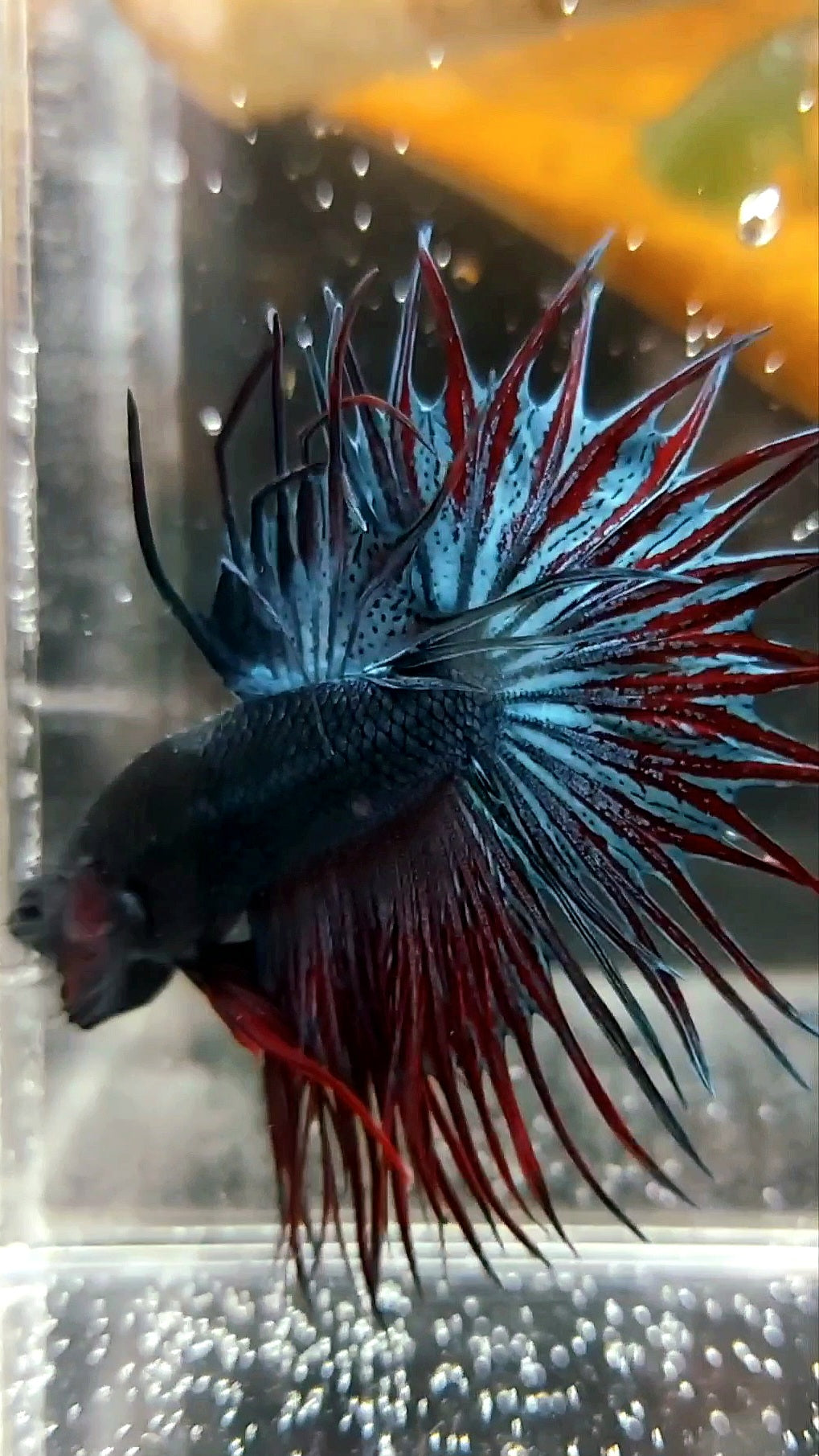 KING CROWNTAIL DARK BLUE RED RARE BETTA FISH