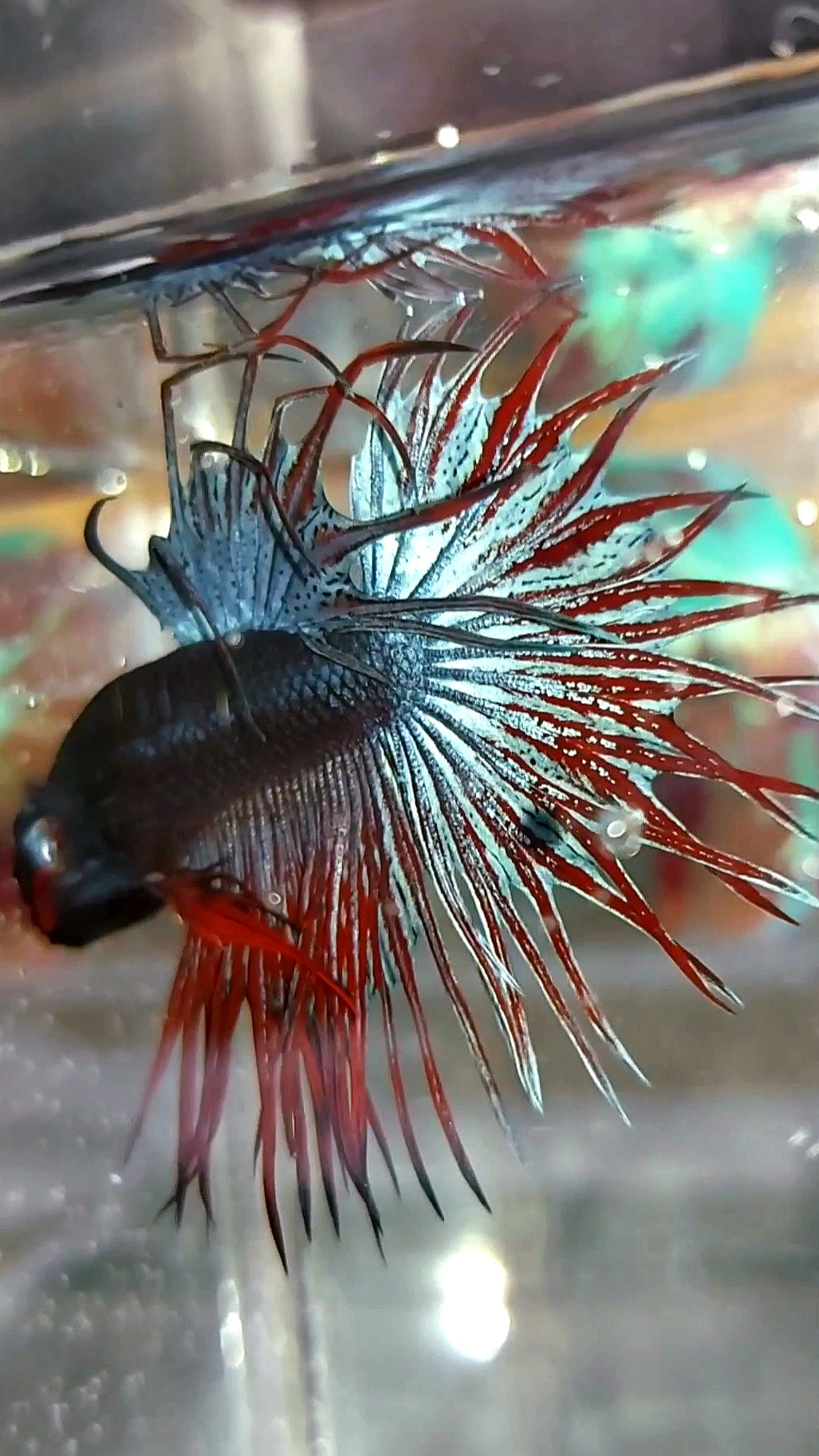 KING CROWNTAIL DARK BLUE RED RARE BETTA FISH