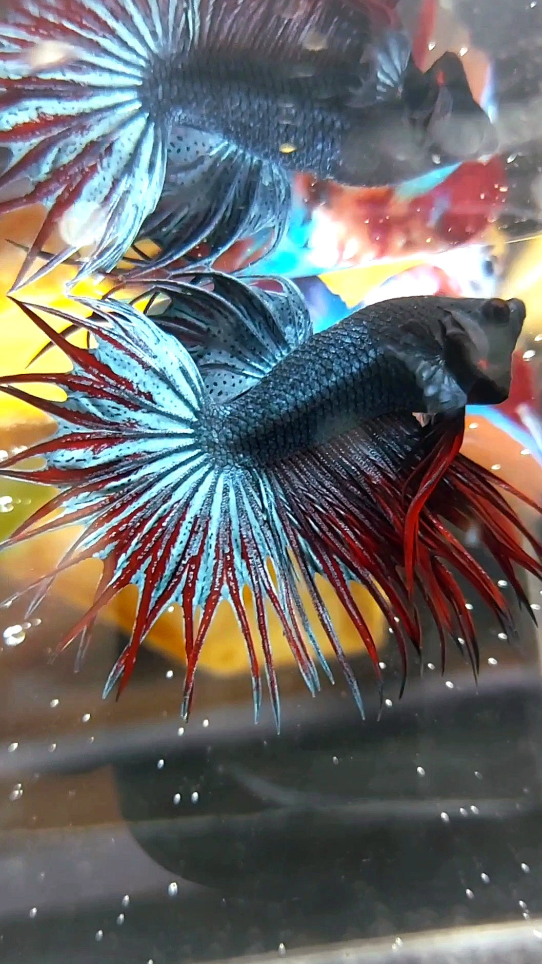 KING CROWNTAIL DARK BLUE RED RARE BETTA FISH