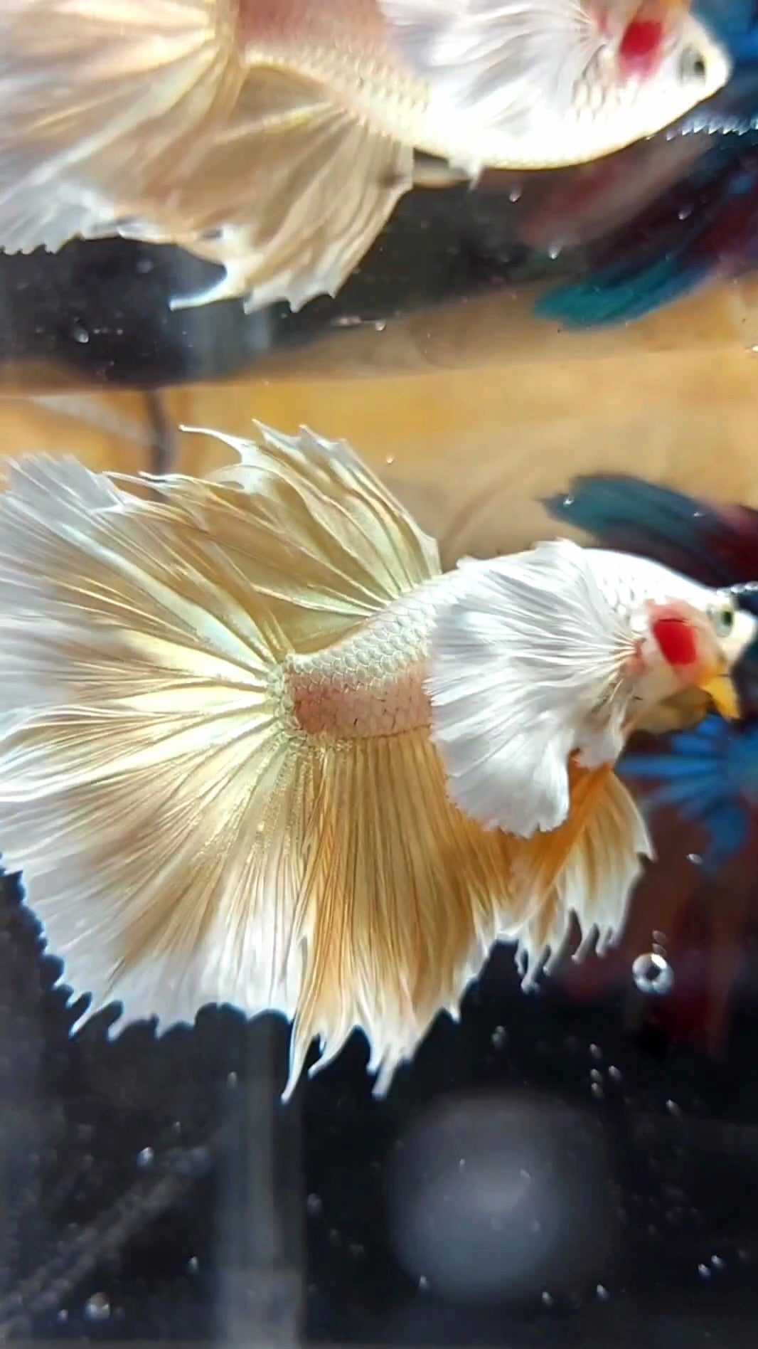 HALFMOON SUPER DUMBO EAR GOLDEN 24 KARAT SUPER PREMIUM SELTENER BETTA FISCH