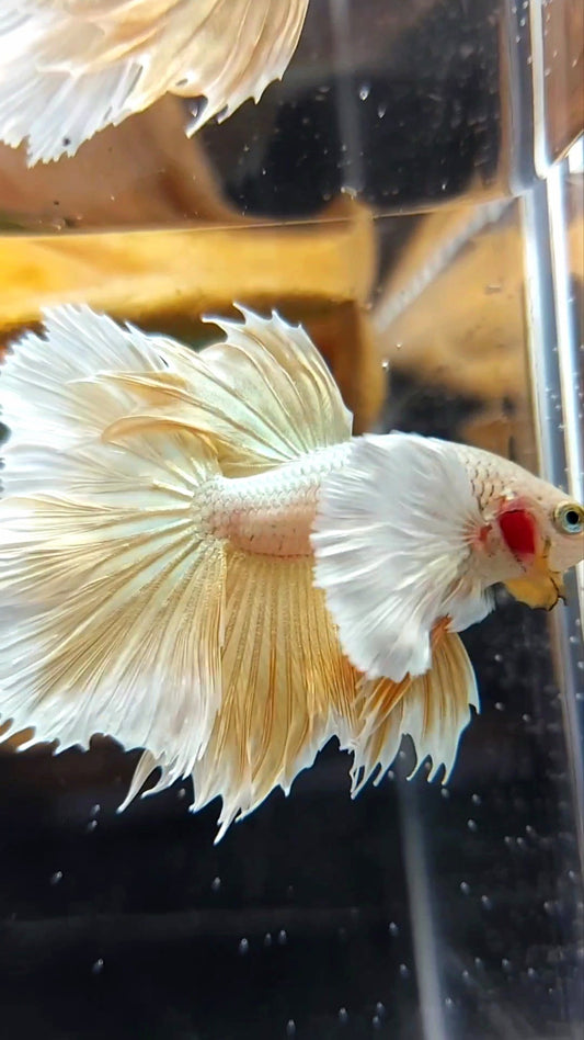 HALFMOON SUPER DUMBO EAR GOLDEN 24 KARAT SUPER PREMIUM SELTENER BETTA FISCH