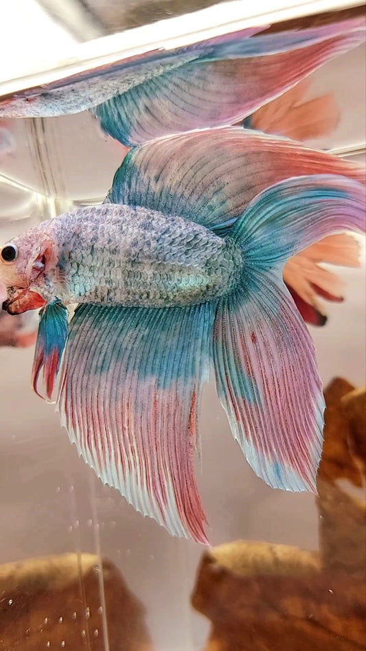 XL VEILTAIL DOUBLE TAIL PINK BLUE GRIZZLE SUPER PREMIUM RARE BETTA FISH