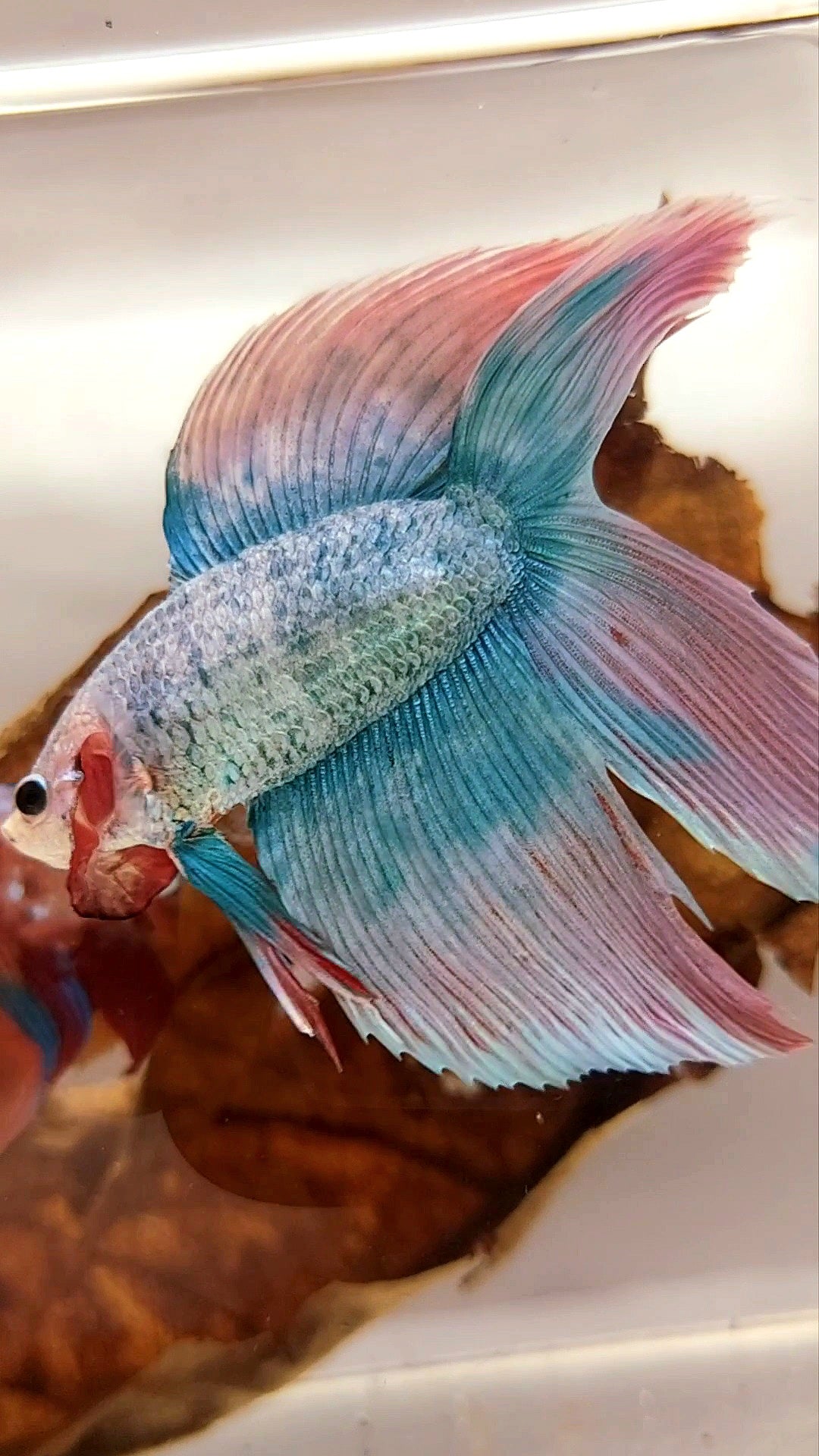 XL VEILTAIL DOUBLE TAIL PINK BLUE GRIZZLE SUPER PREMIUM RARE BETTA FISH