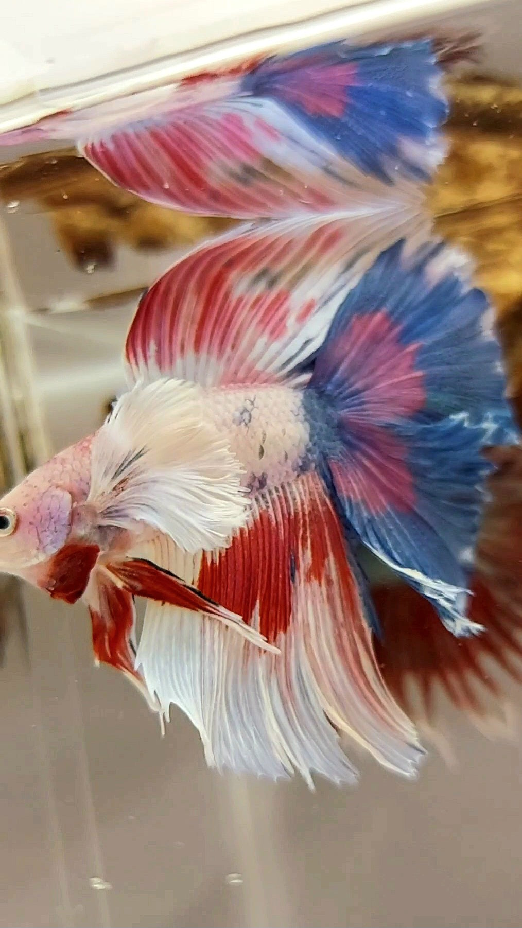 HALFMOON SUPER DUMBO EAR DOUBLE TAIL WHITE CANDY MULTICOLOR SUPER PREMIUM SELTENER BETTA-FISCH