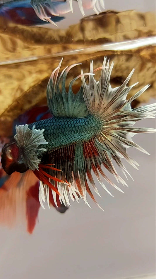 CROWNTAIL DUMBO EAR COPPER ARMY REDWASH SUPER PREMIUM RARE BETTA FISH
