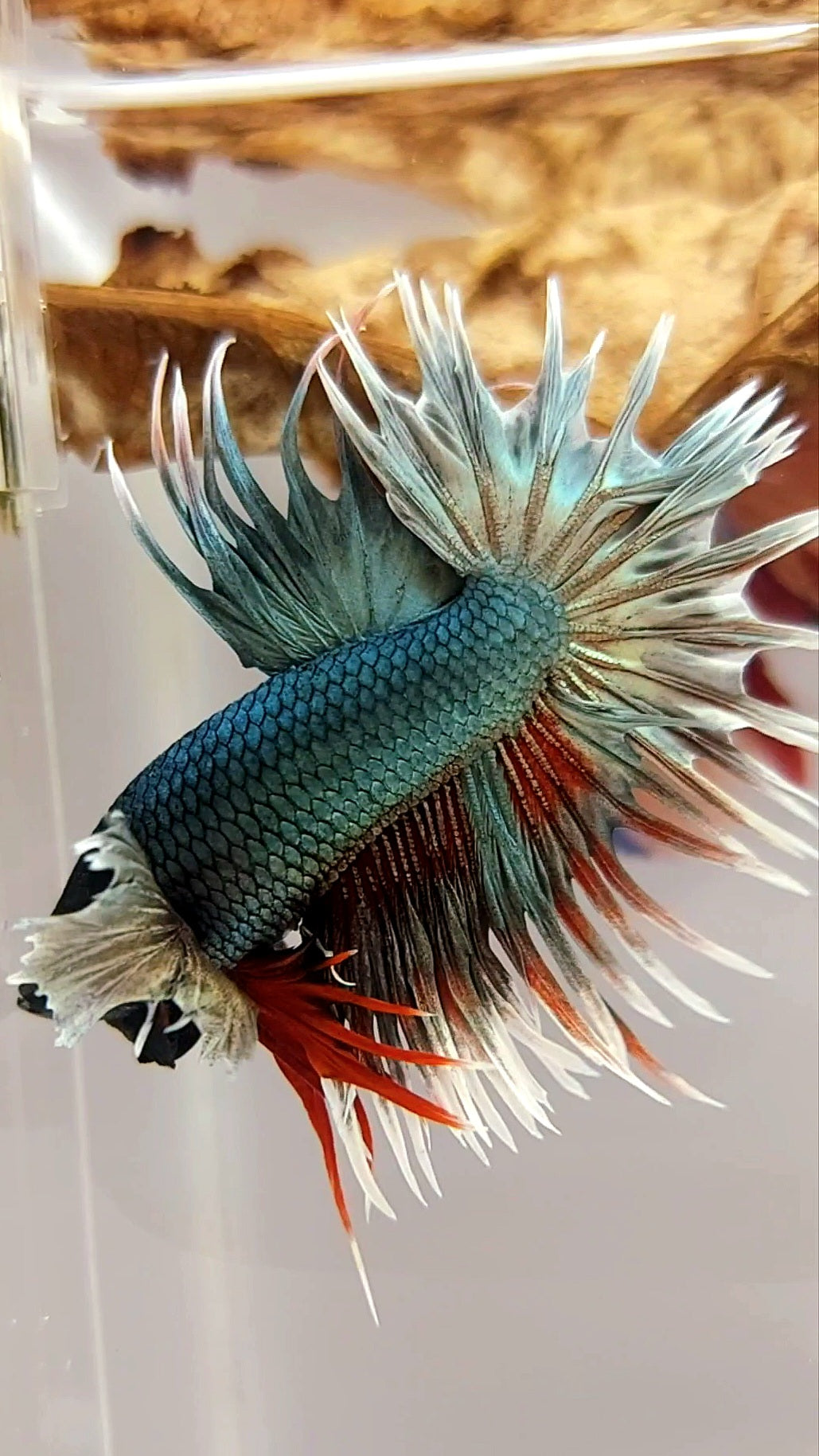 CROWNTAIL DUMBO EAR COPPER ARMY REDWASH SUPER PREMIUM RARE BETTA FISH