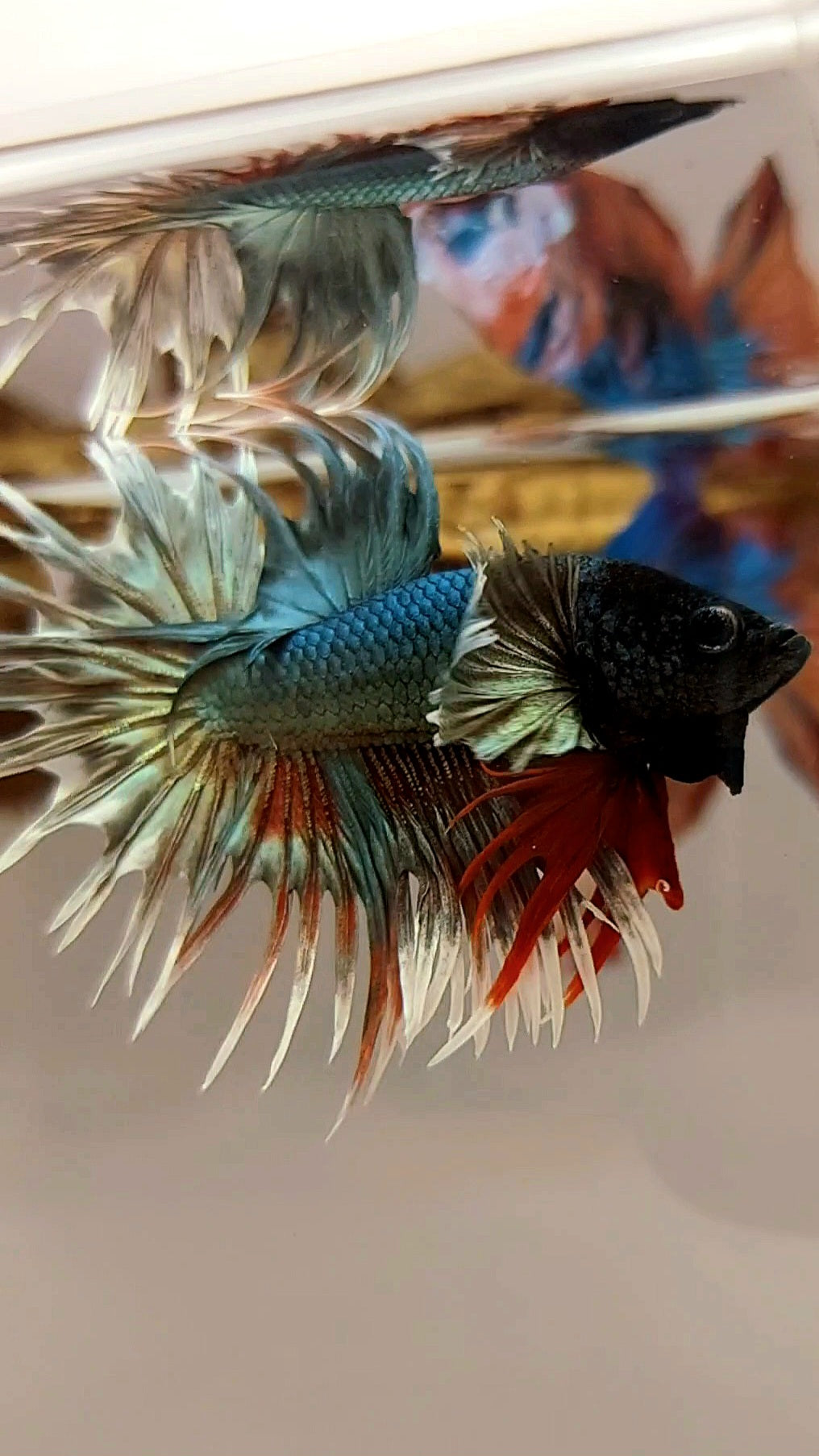 CROWNTAIL DUMBO EAR COPPER ARMY REDWASH SUPER PREMIUM RARE BETTA FISH
