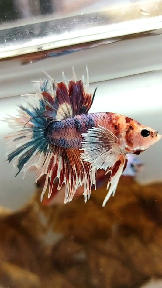 CROWNTAIL DUMBO EAR PURPLE CANDY MULTICOLOR RARE BETTA FISH