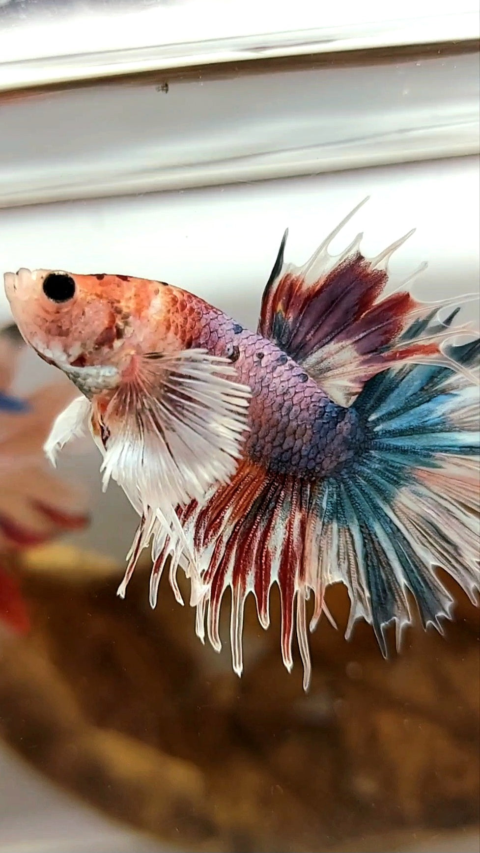 CROWNTAIL DUMBO EAR PURPLE CANDY MULTICOLOR RARE BETTA FISH