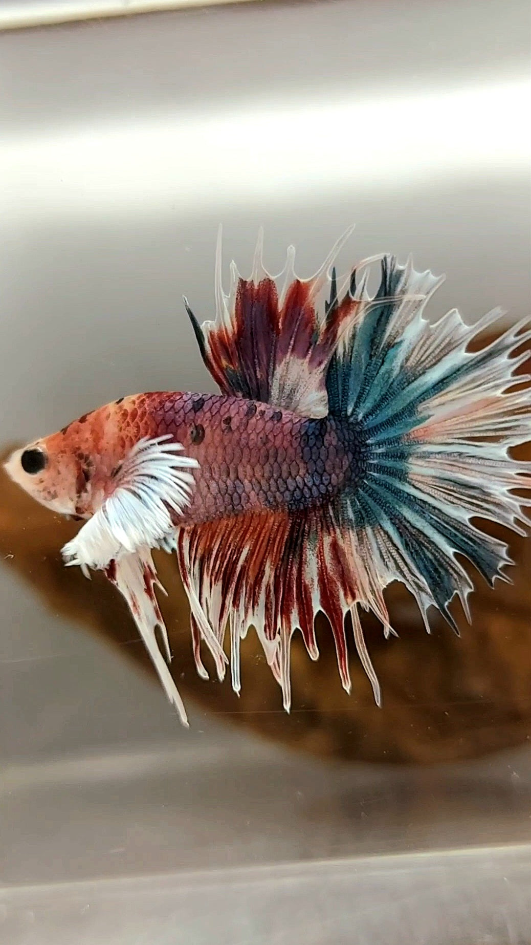 CROWNTAIL DUMBO EAR PURPLE CANDY MULTICOLOR RARE BETTA FISH