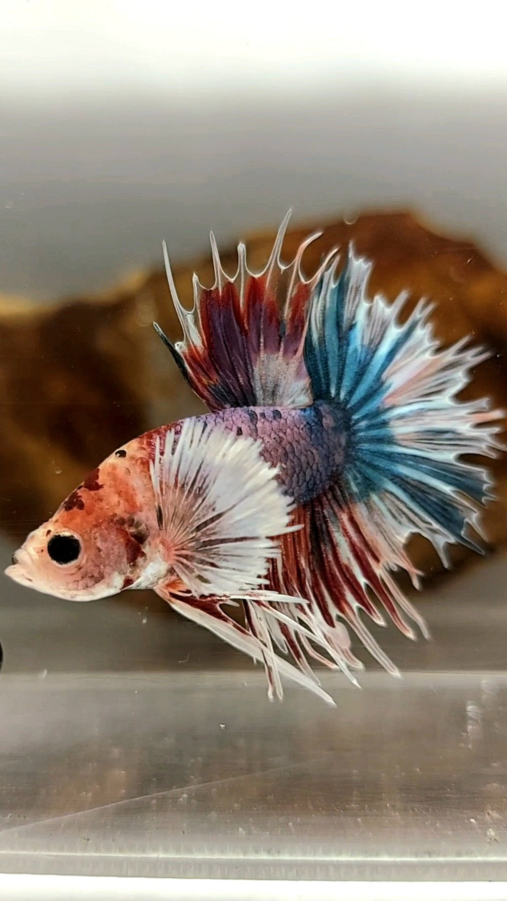 CROWNTAIL DUMBO EAR PURPLE CANDY MULTICOLOR RARE BETTA FISH