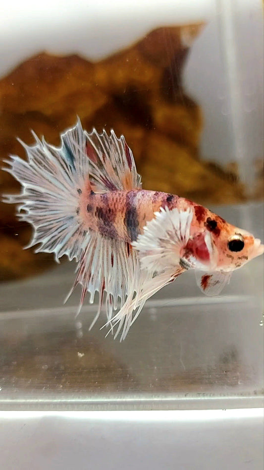 CROWNTAIL DUMBO EAR CANDY MULTICOLOR RARE BETTA FISH