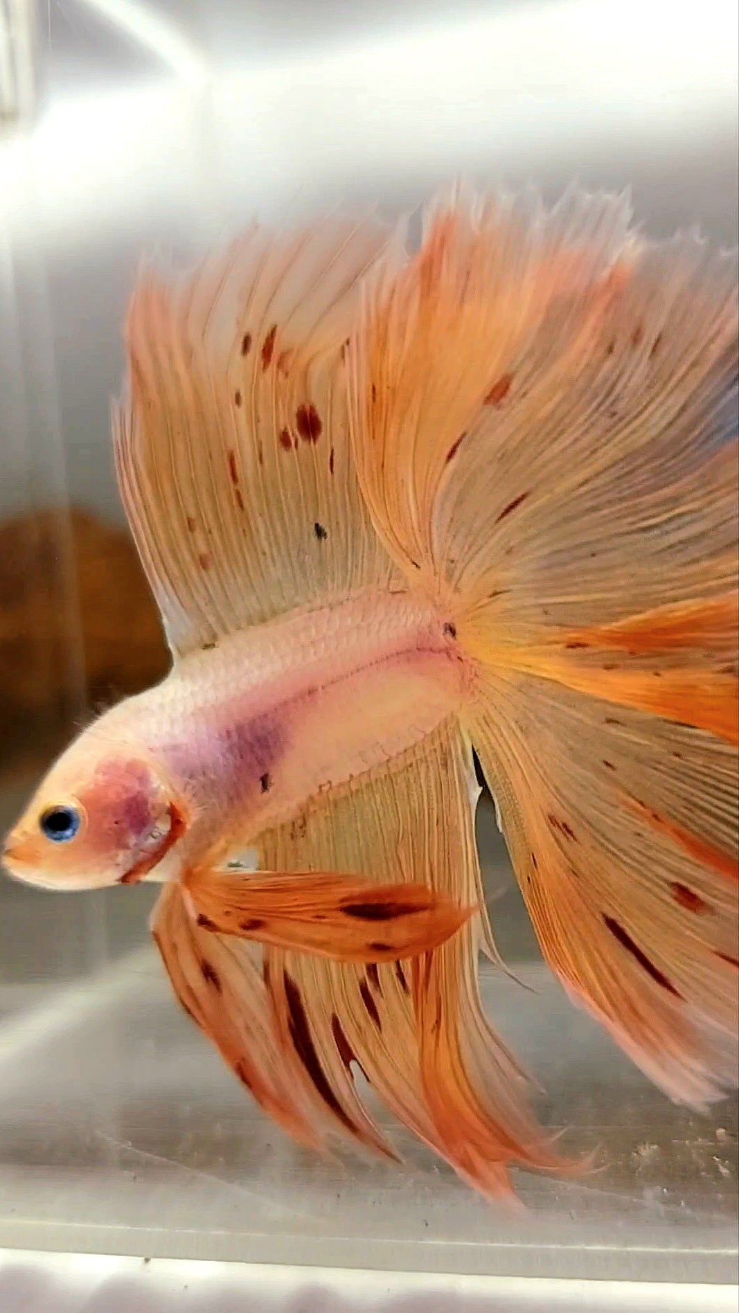 HALFMOON OVERTAIL DOUBLE TAIL ARMAGEDDON VANDA PINKISH SUPER PREMIUM SELTENER BETTA-FISCH