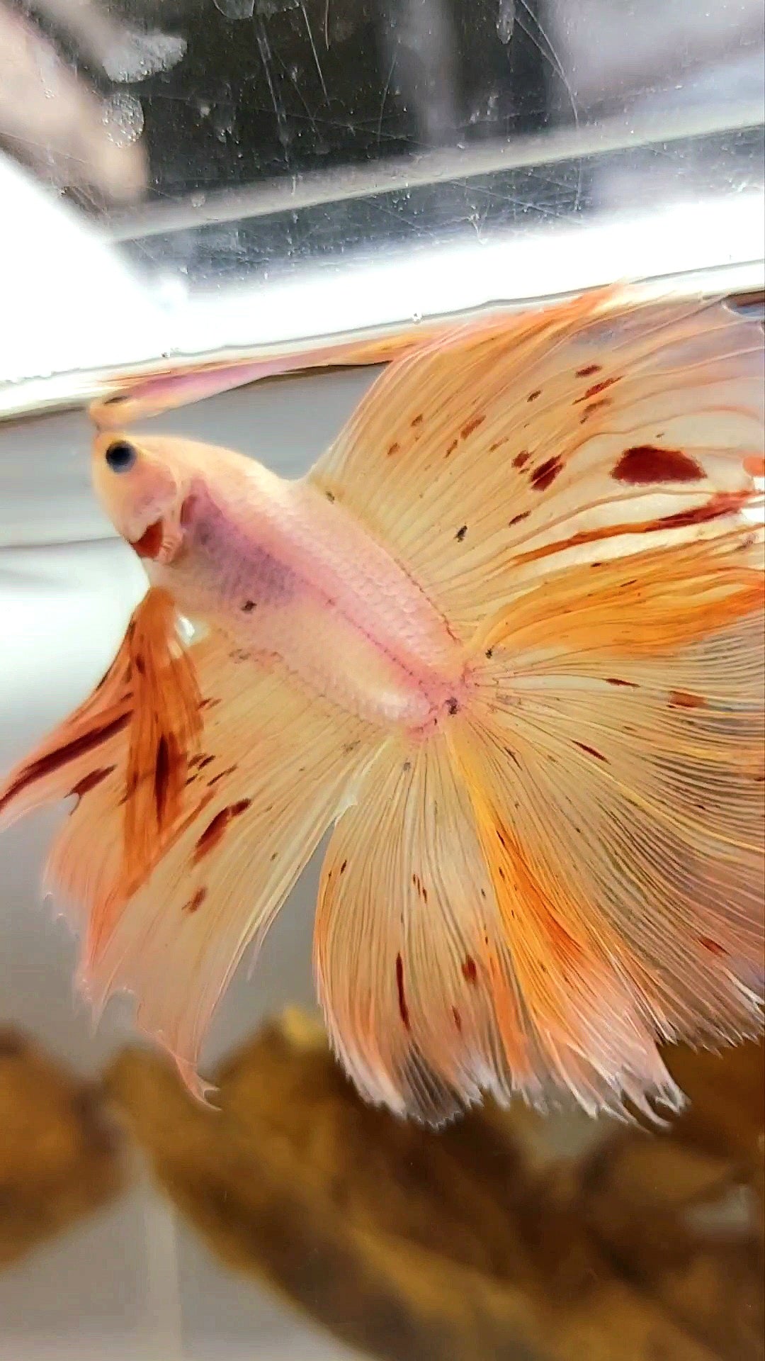 HALFMOON OVERTAIL DOUBLE TAIL ARMAGEDDON VANDA PINKISH SUPER PREMIUM SELTENER BETTA-FISCH
