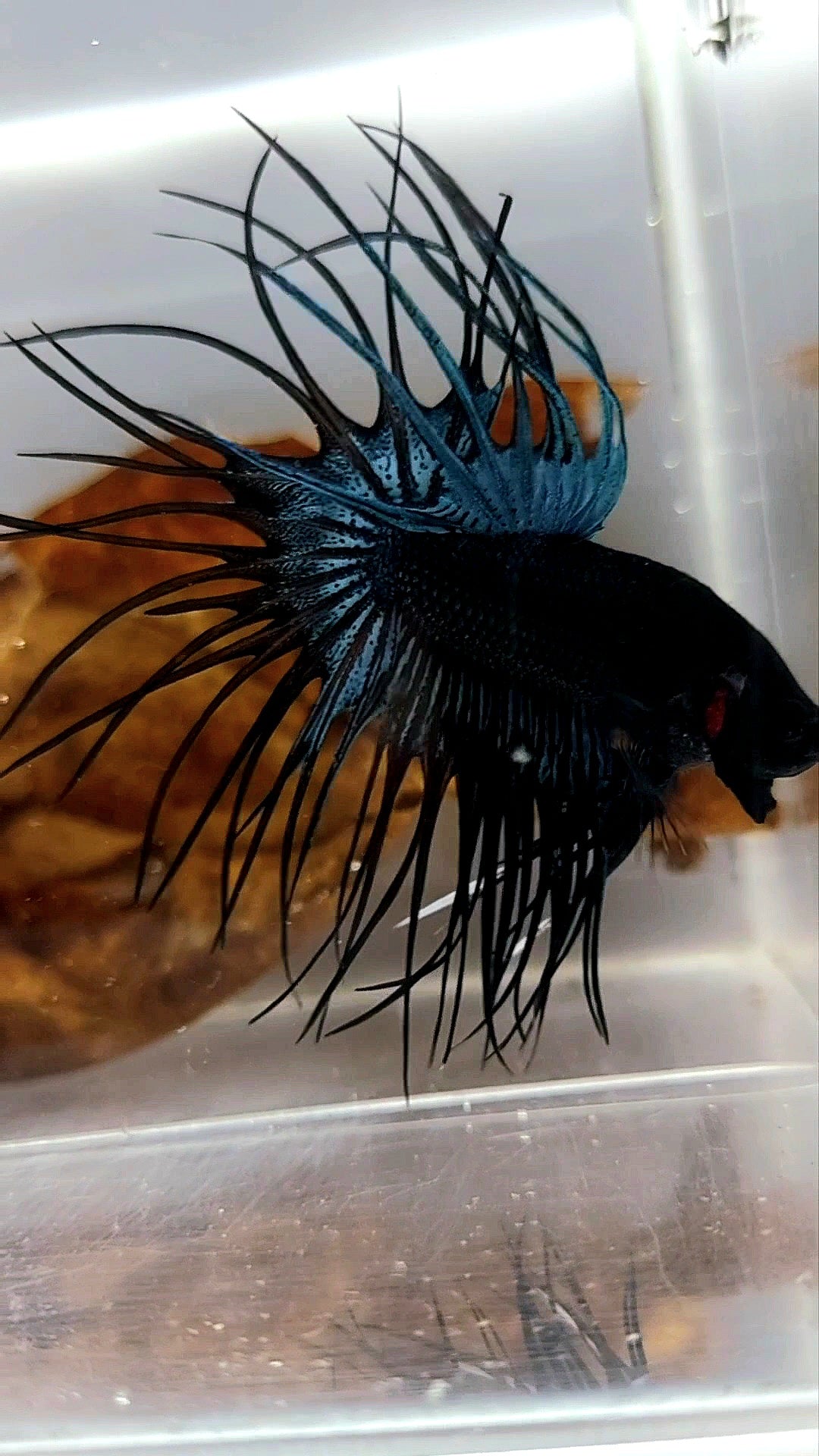 KING CROWNTAIL OVERTAIL BLACK ORCHID RARE BETTA FISH