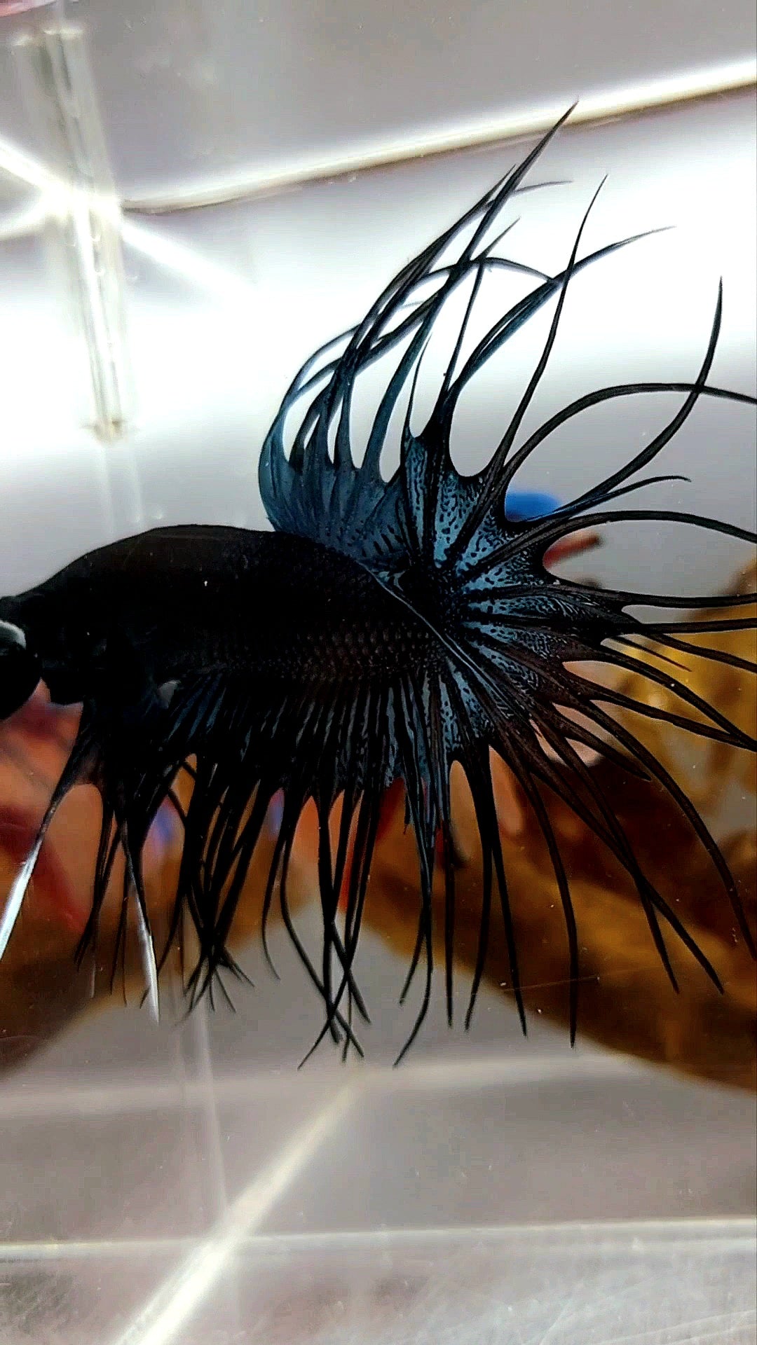 KING CROWNTAIL OVERTAIL BLACK ORCHID RARE BETTA FISH