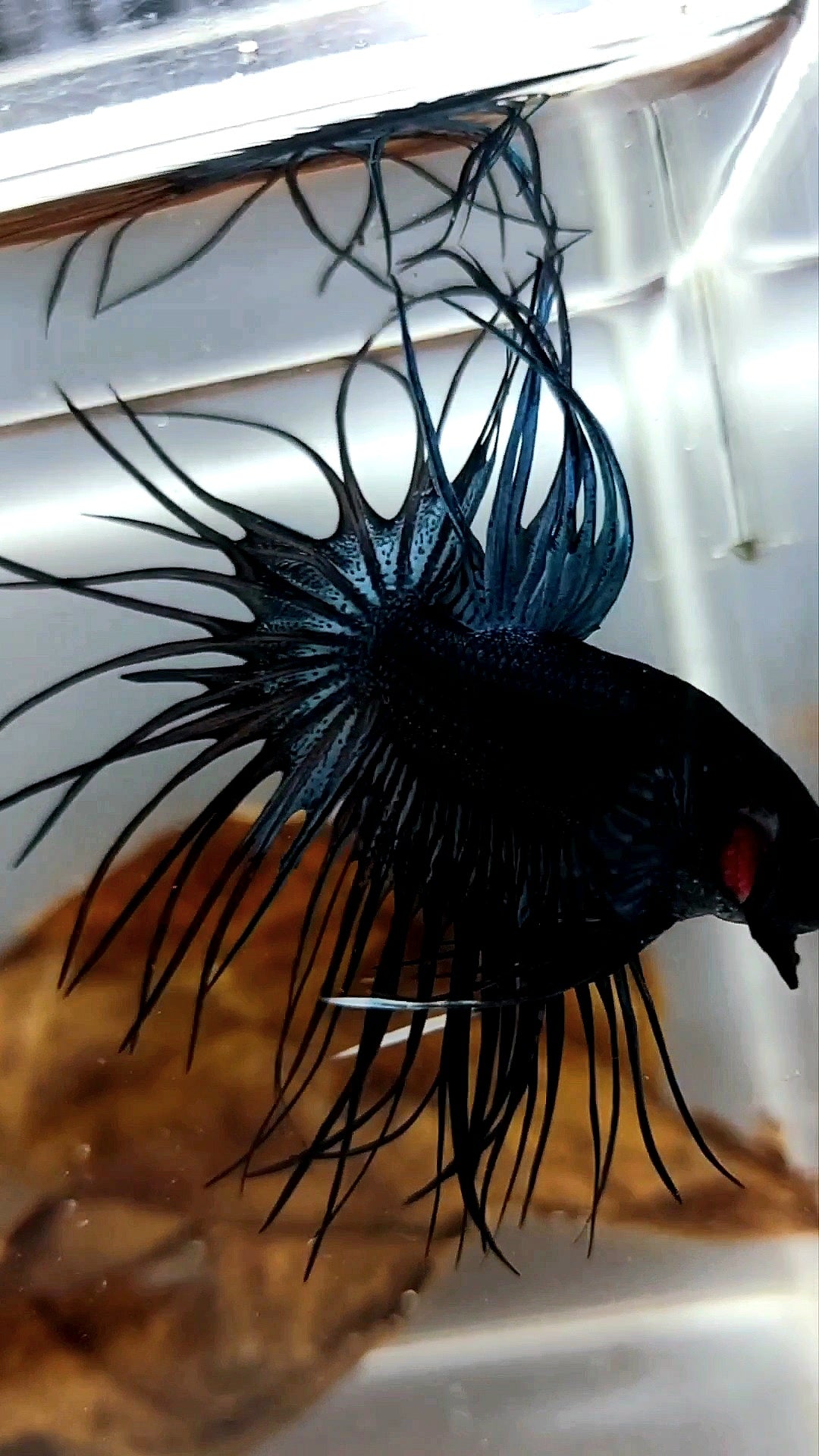 KING CROWNTAIL OVERTAIL BLACK ORCHID RARE BETTA FISH