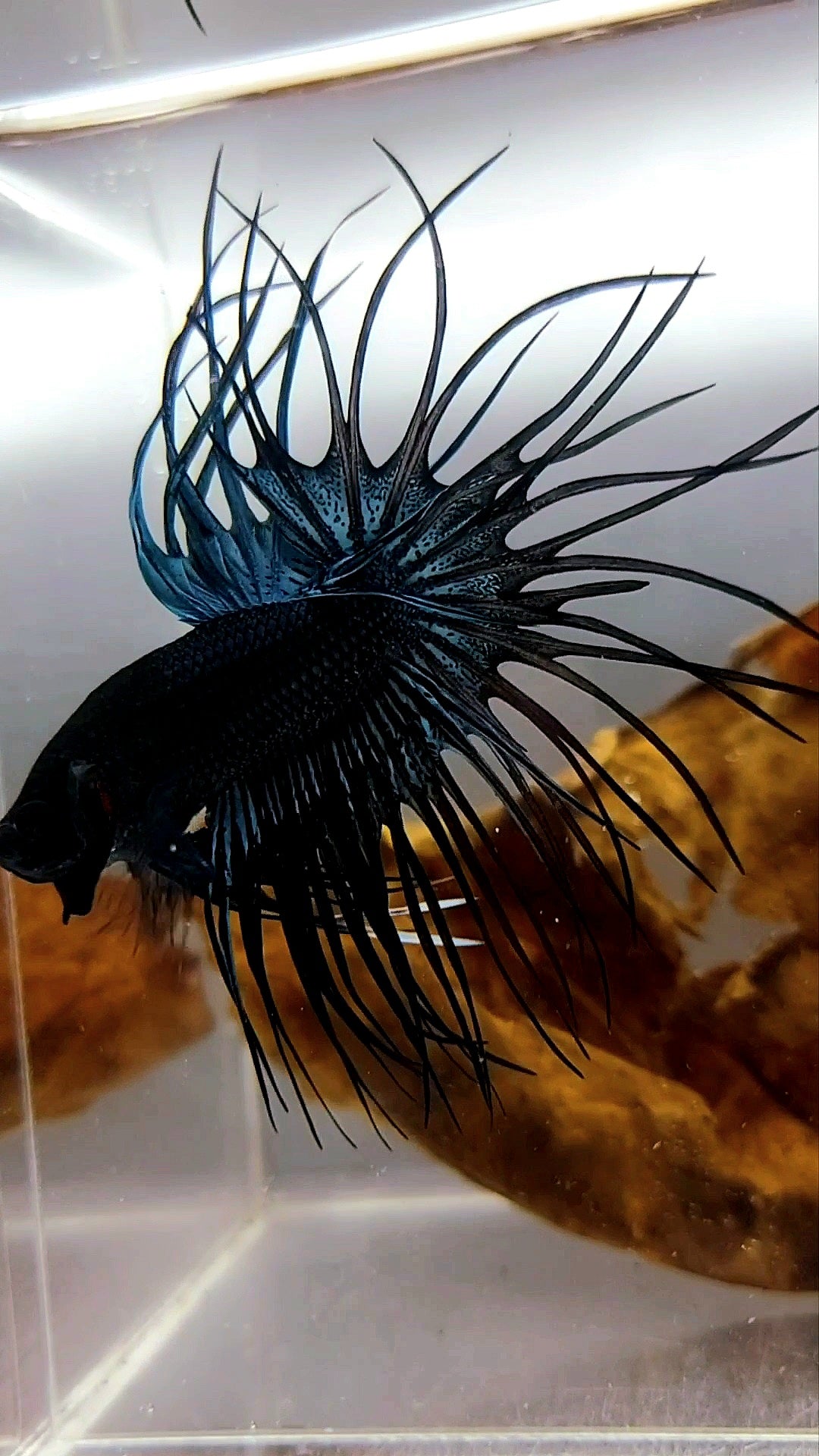 KING CROWNTAIL OVERTAIL BLACK ORCHID RARE BETTA FISH
