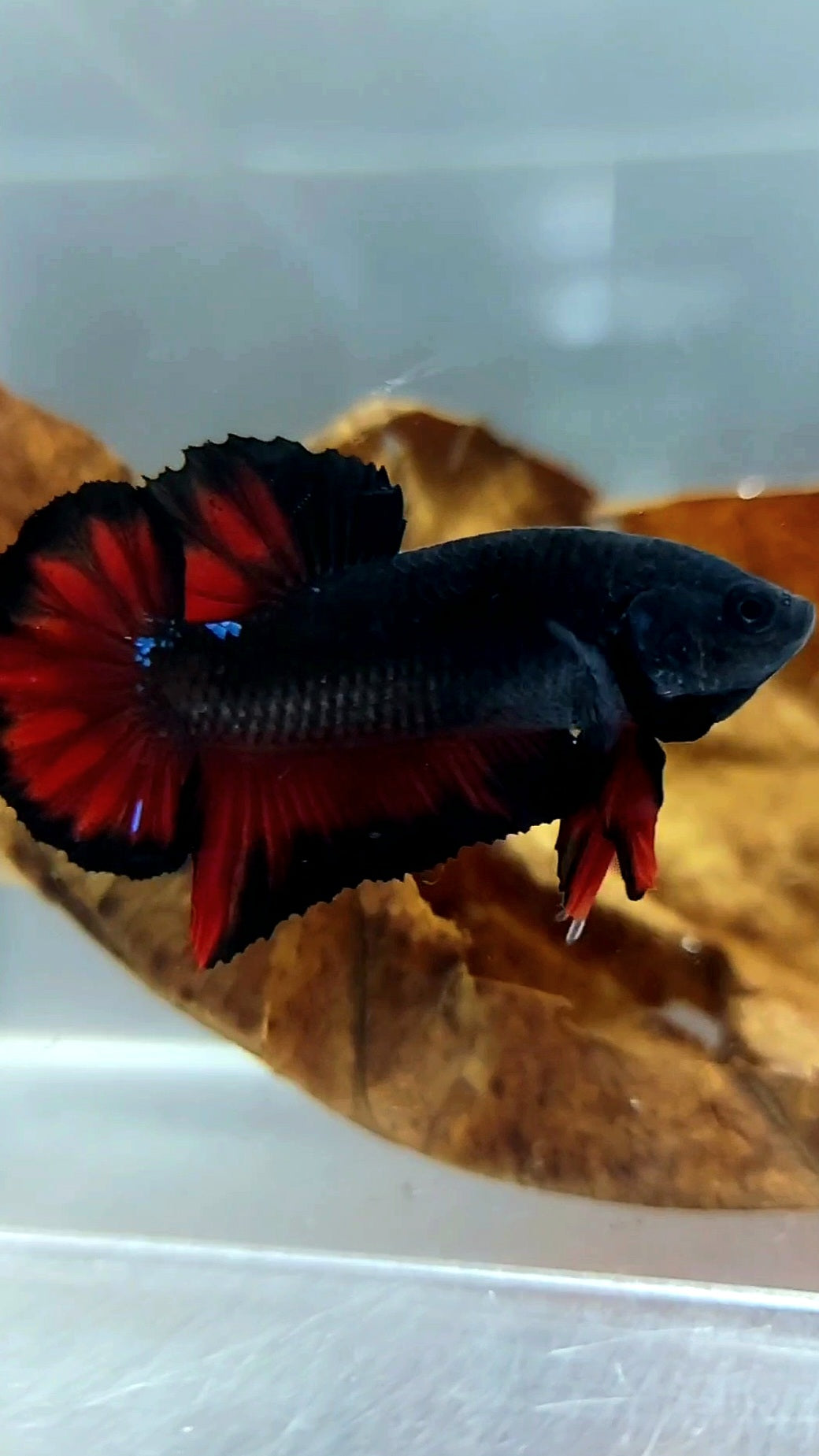 PLAKAT BLACK VAMPIRE BETTA FISH