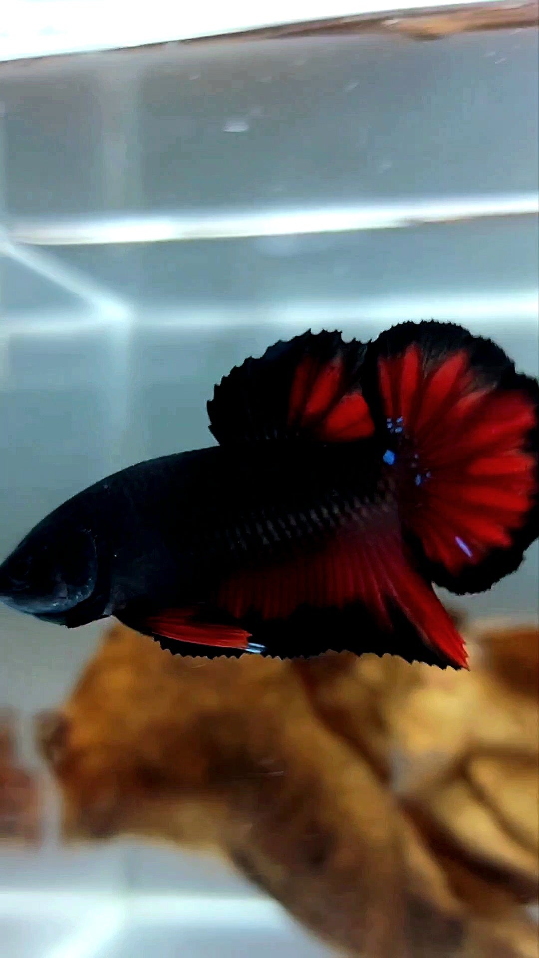 PLAKAT BLACK VAMPIRE BETTA FISH