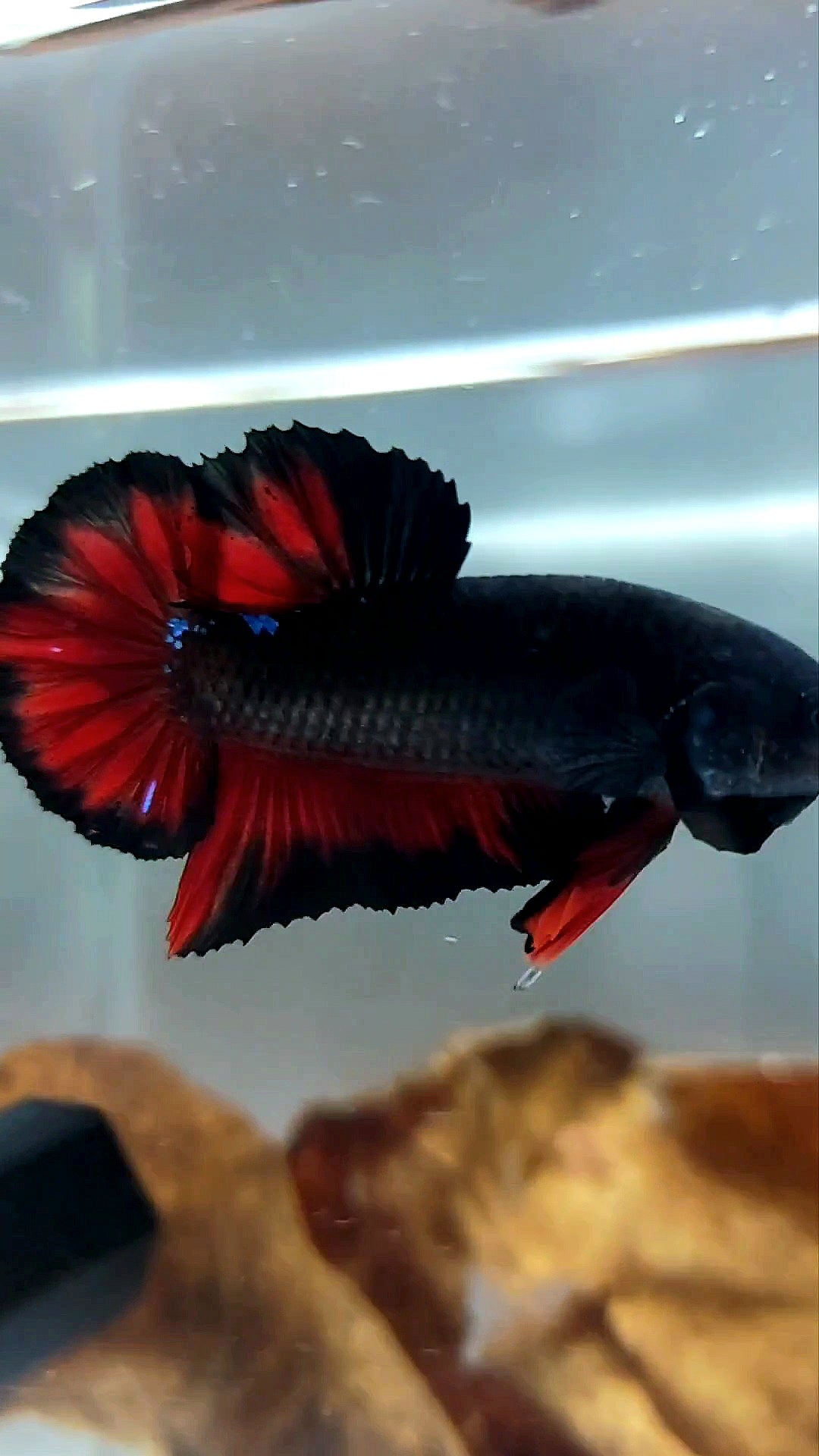 PLAKAT BLACK VAMPIRE BETTA FISH
