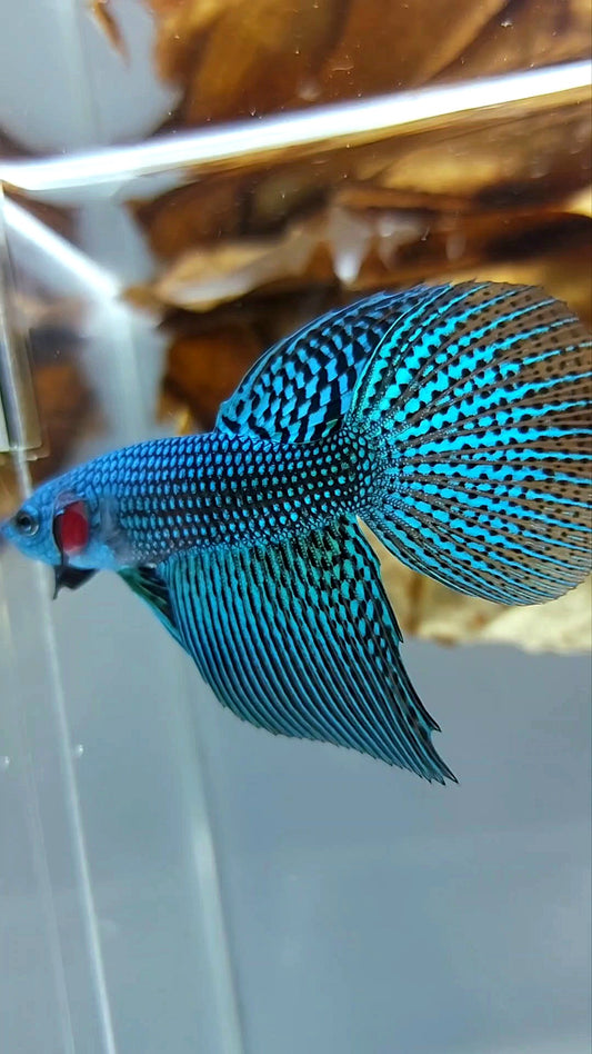LONGFIN HALFMOON ALIEN BLAU GRÜN WILD BETTA HYBRID SUPER PREMIUM SELTENER BETTA FISCH