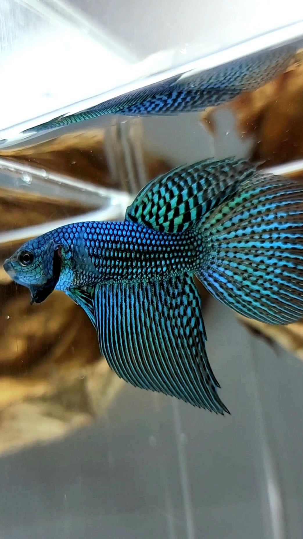 LONGFIN HALFMOON ALIEN BLAU GRÜN WILD BETTA HYBRID SUPER PREMIUM SELTENER BETTA FISCH