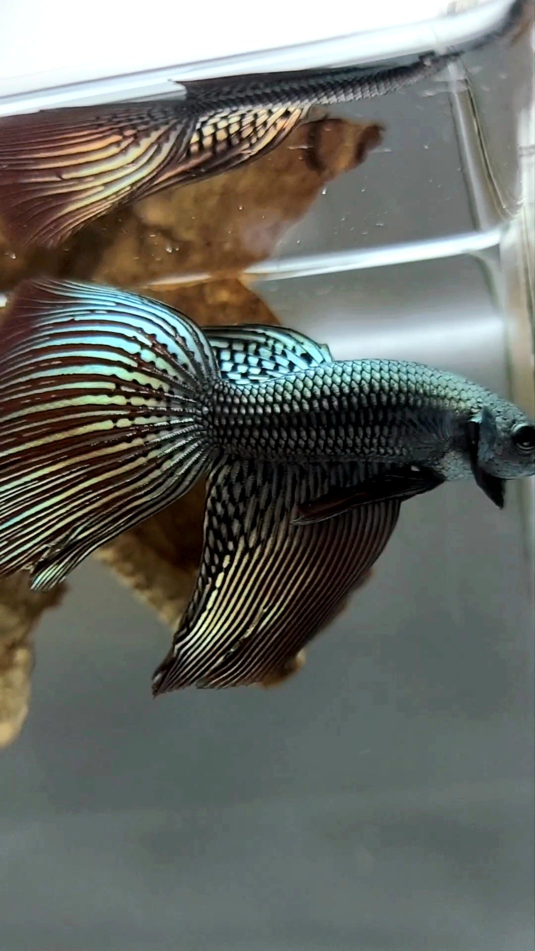 XL LONGFIN DELTA TAIL ALIEN COPPER WILD BETTA HYBRID SUPER PREMIUM RARE BETTA FISH