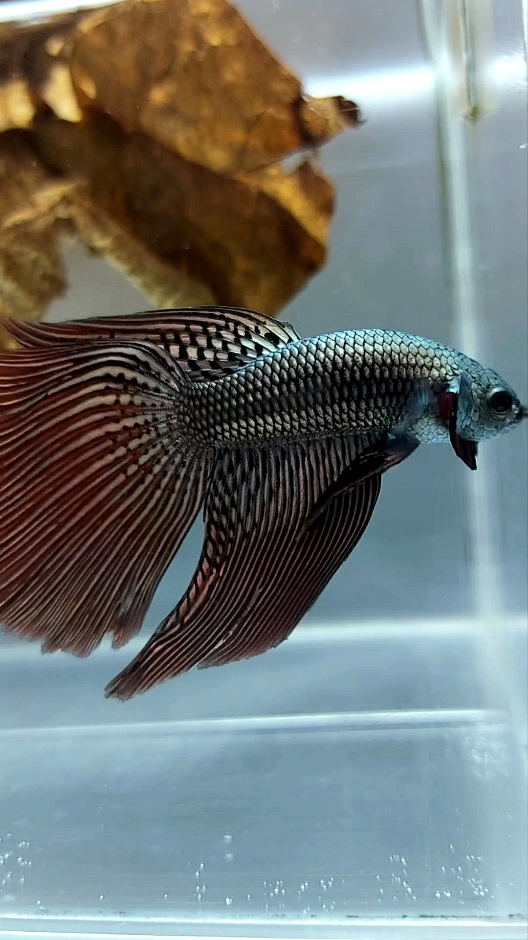 XL LONGFIN DELTA TAIL ALIEN COPPER WILD BETTA HYBRID SUPER PREMIUM RARE BETTA FISH