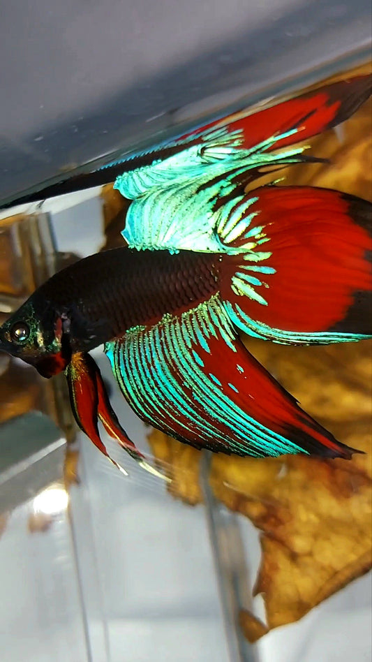 XL VEILTAIL BLACK GALAXY AVATAR SAPPHIRE SUPER PREMIUM RARE BETTA FISH