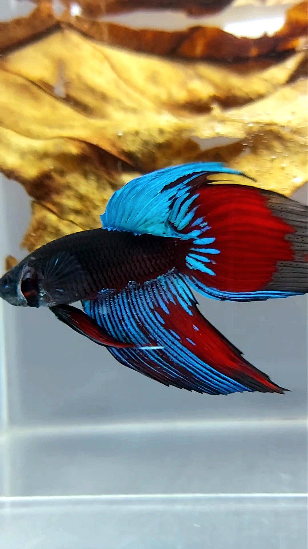 XL VEILTAIL BLACK GALAXY AVATAR SAPPHIRE SUPER PREMIUM RARE BETTA FISH