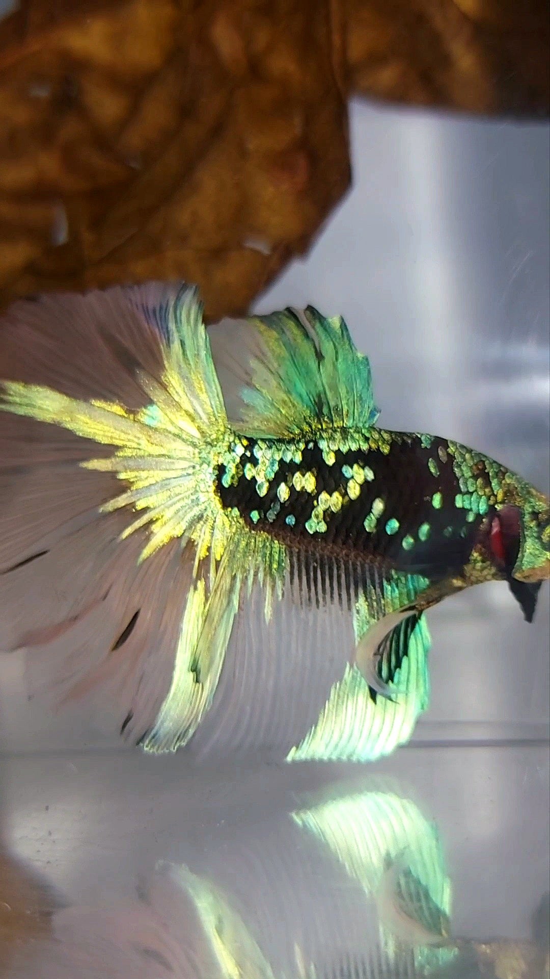 "GOBLIN" HALFMOON ROSETAIL BLACK GALAXY BLUE GREEN AVATAR YELLOW SUPER RARE BETTA FISH