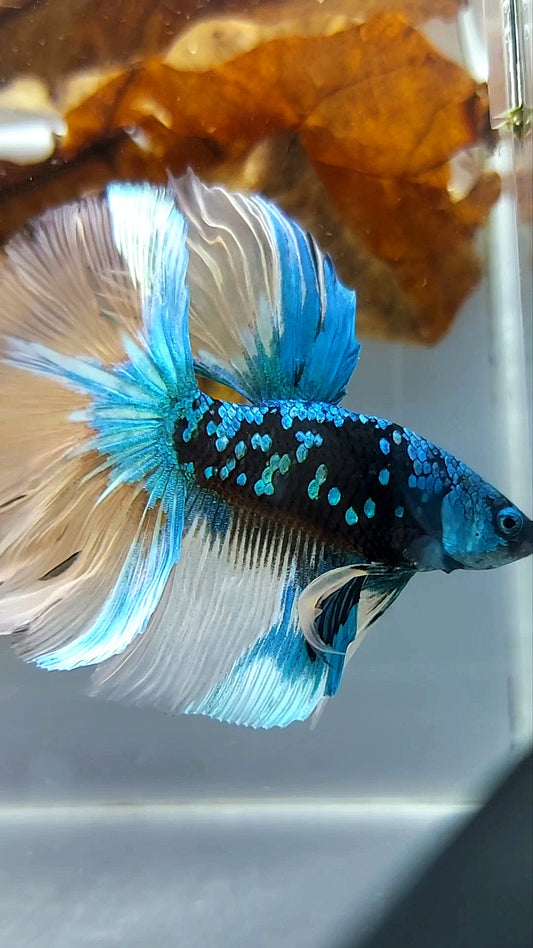 "GOBLIN" HALFMOON ROSETAIL BLACK GALAXY BLUE GREEN AVATAR YELLOW SUPER RARE BETTA FISH
