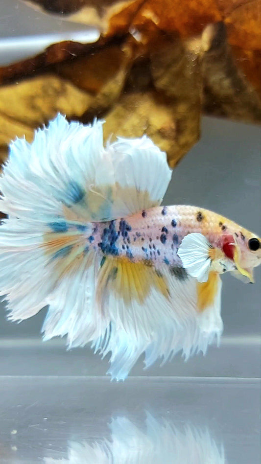 HALFMOON DUMBO EAR YELLOW CANDY MARBLE MULTICOLOR SUPER PREMIUM RARE BETTA FISH